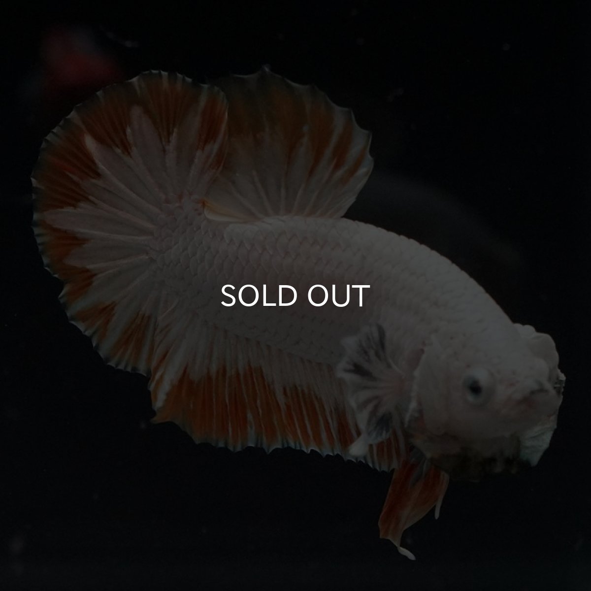 画像6: HMPK　プラチナイエロードラゴン　スノー (6)