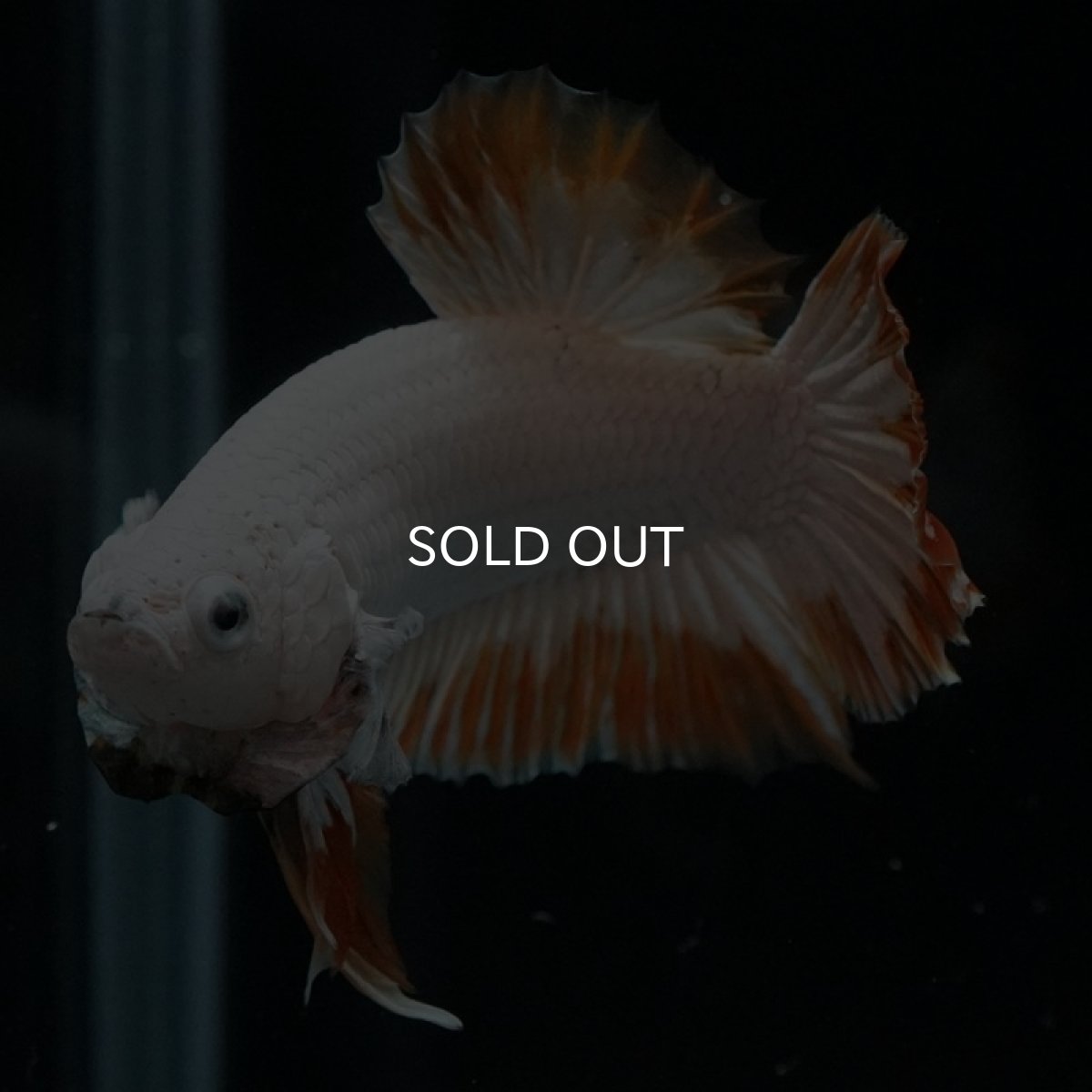 画像5: HMPK　プラチナイエロードラゴン　スノー (5)