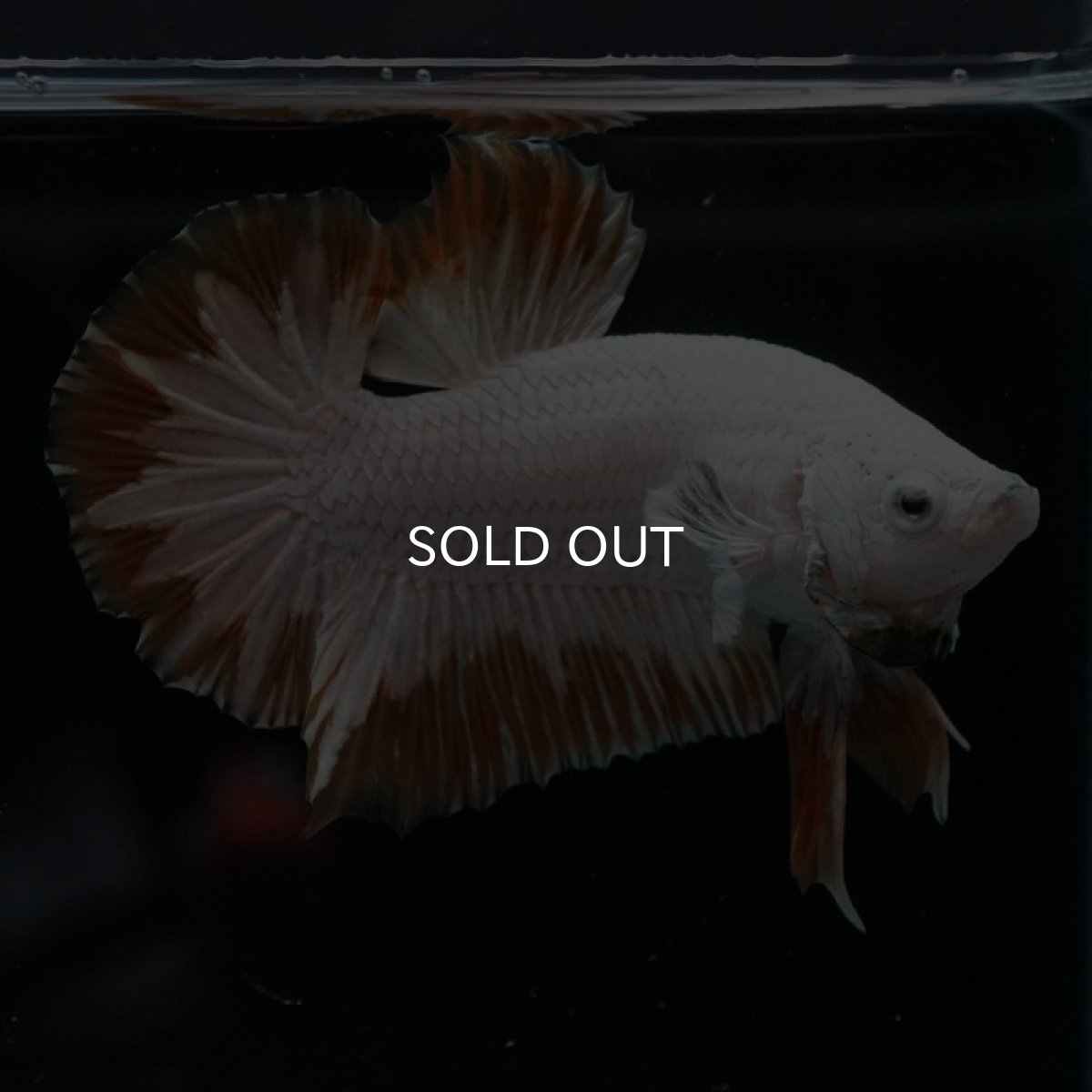 画像4: HMPK　プラチナイエロードラゴン　スノー (4)