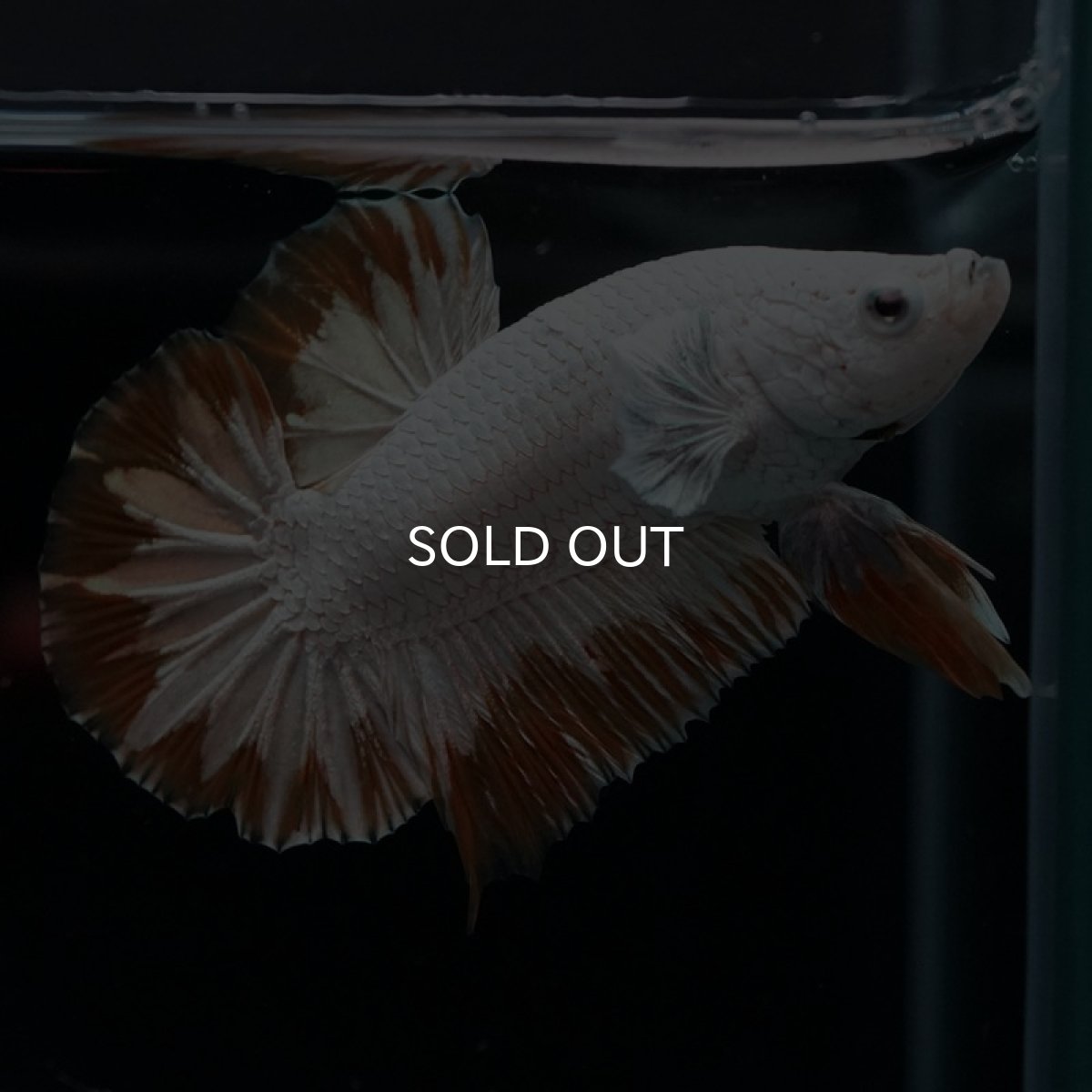 画像3: HMPK　プラチナイエロードラゴン　スノー (3)