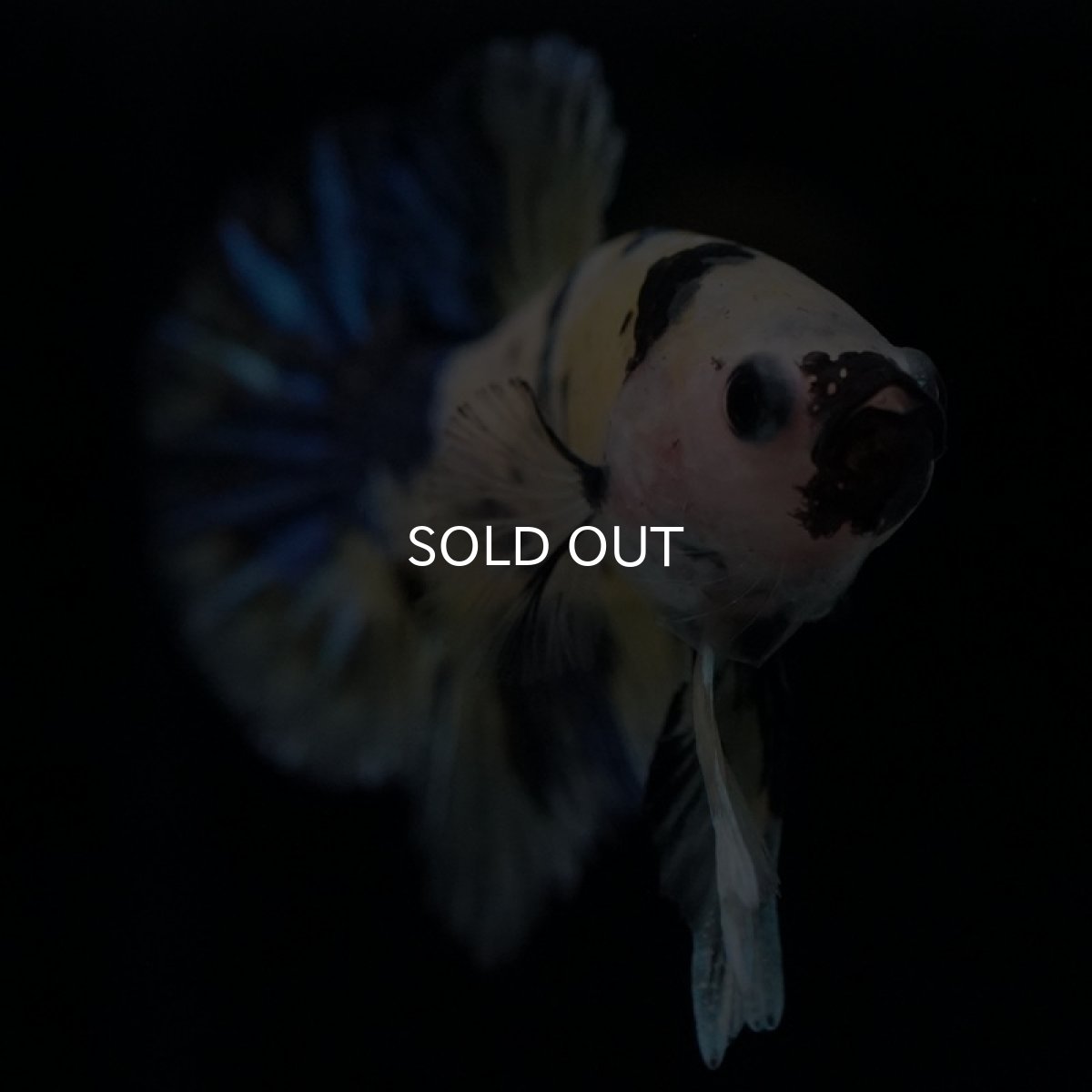 画像2: HMPK　イエロータイガー (2)