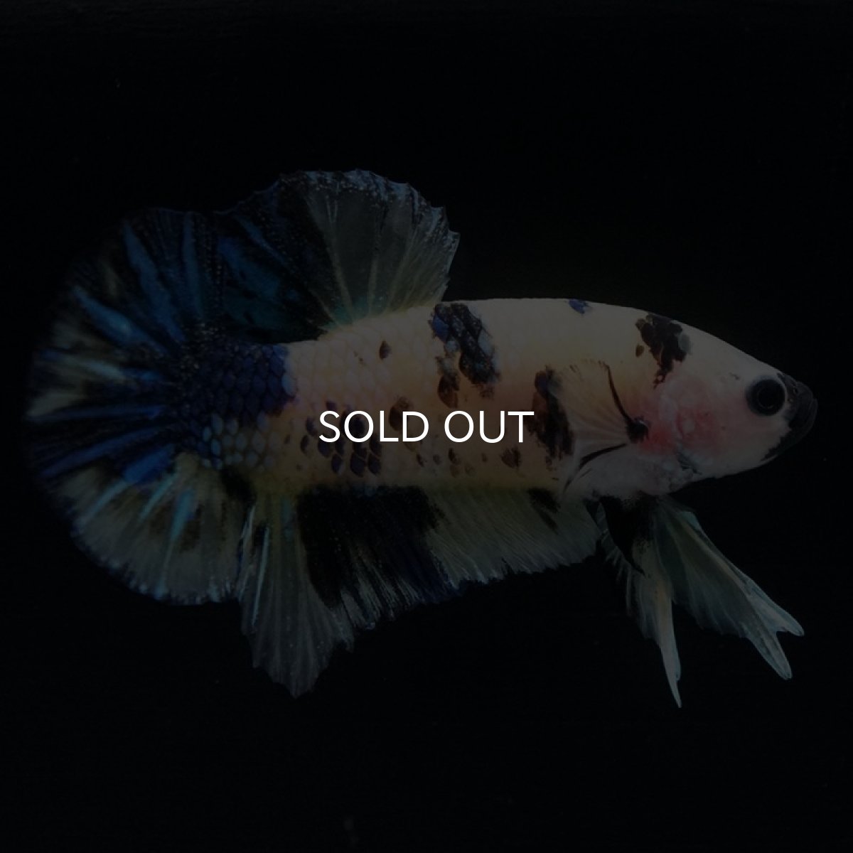 画像8: HMPK　イエロータイガー (8)