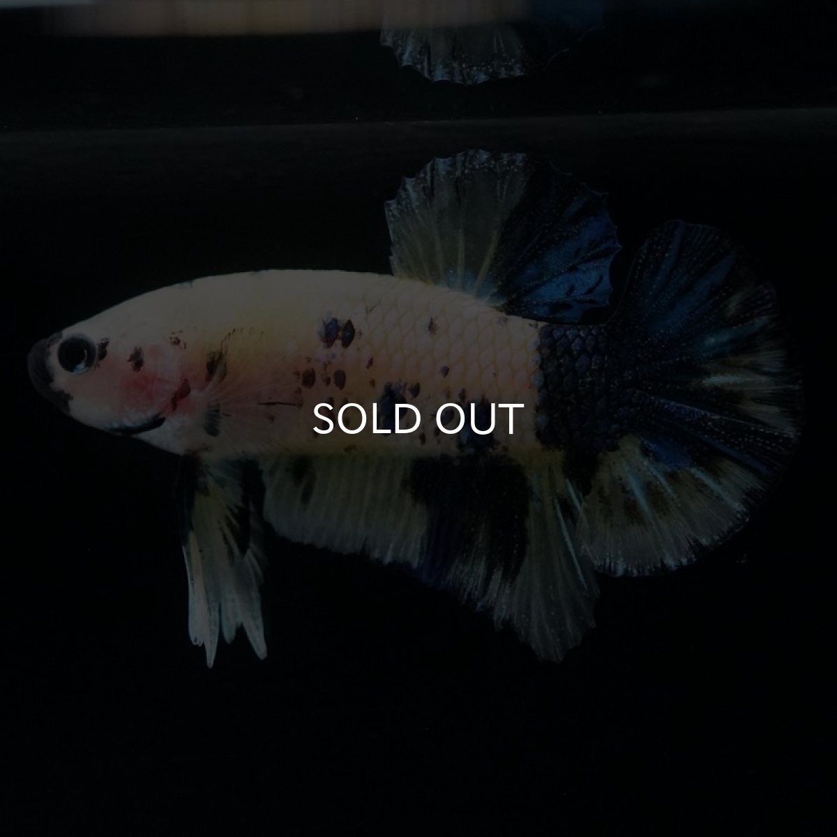 画像7: HMPK　イエロータイガー (7)