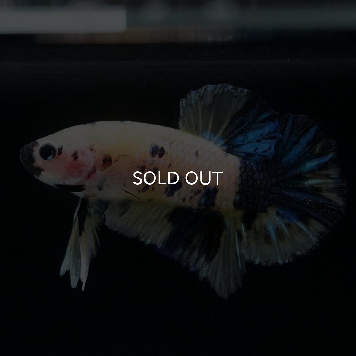 画像6: HMPK　イエロータイガー (6)