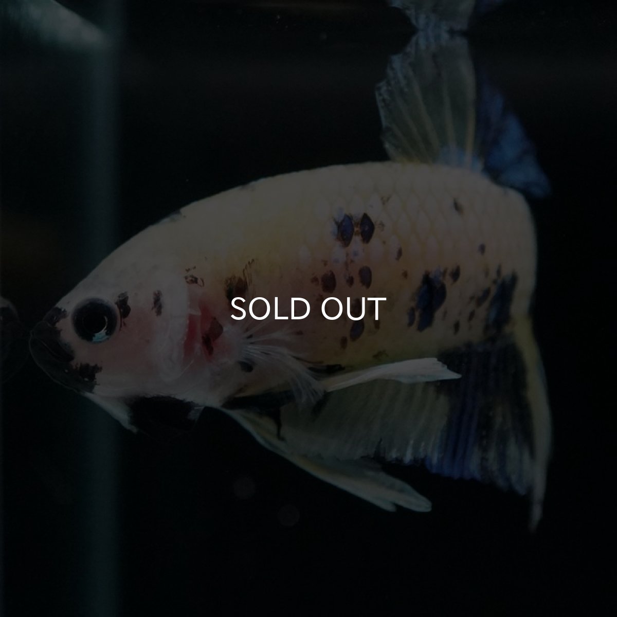 画像5: HMPK　イエロータイガー (5)