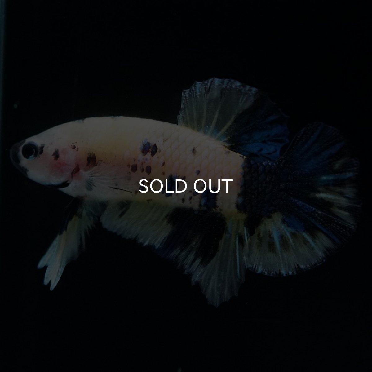 画像4: HMPK　イエロータイガー (4)