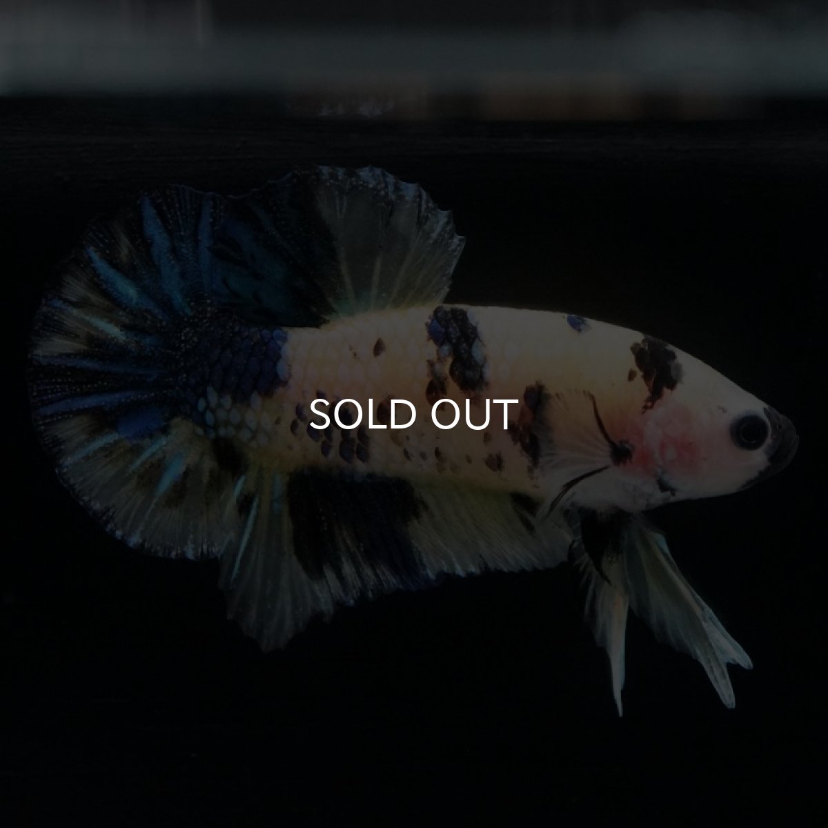 画像3: HMPK　イエロータイガー (3)