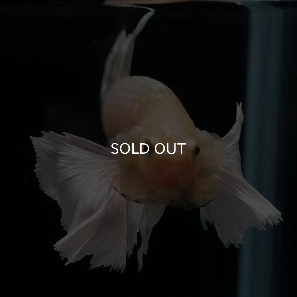 画像18: HMPK イエローゴールドダンボ (18)