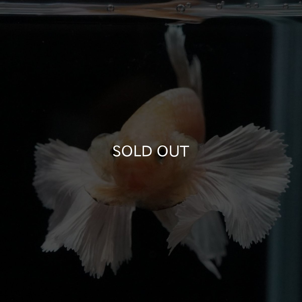 画像17: HMPK イエローゴールドダンボ (17)