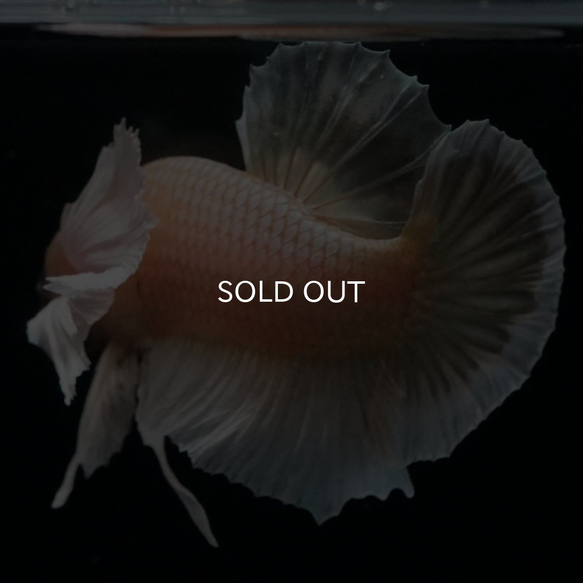 画像16: HMPK イエローゴールドダンボ (16)