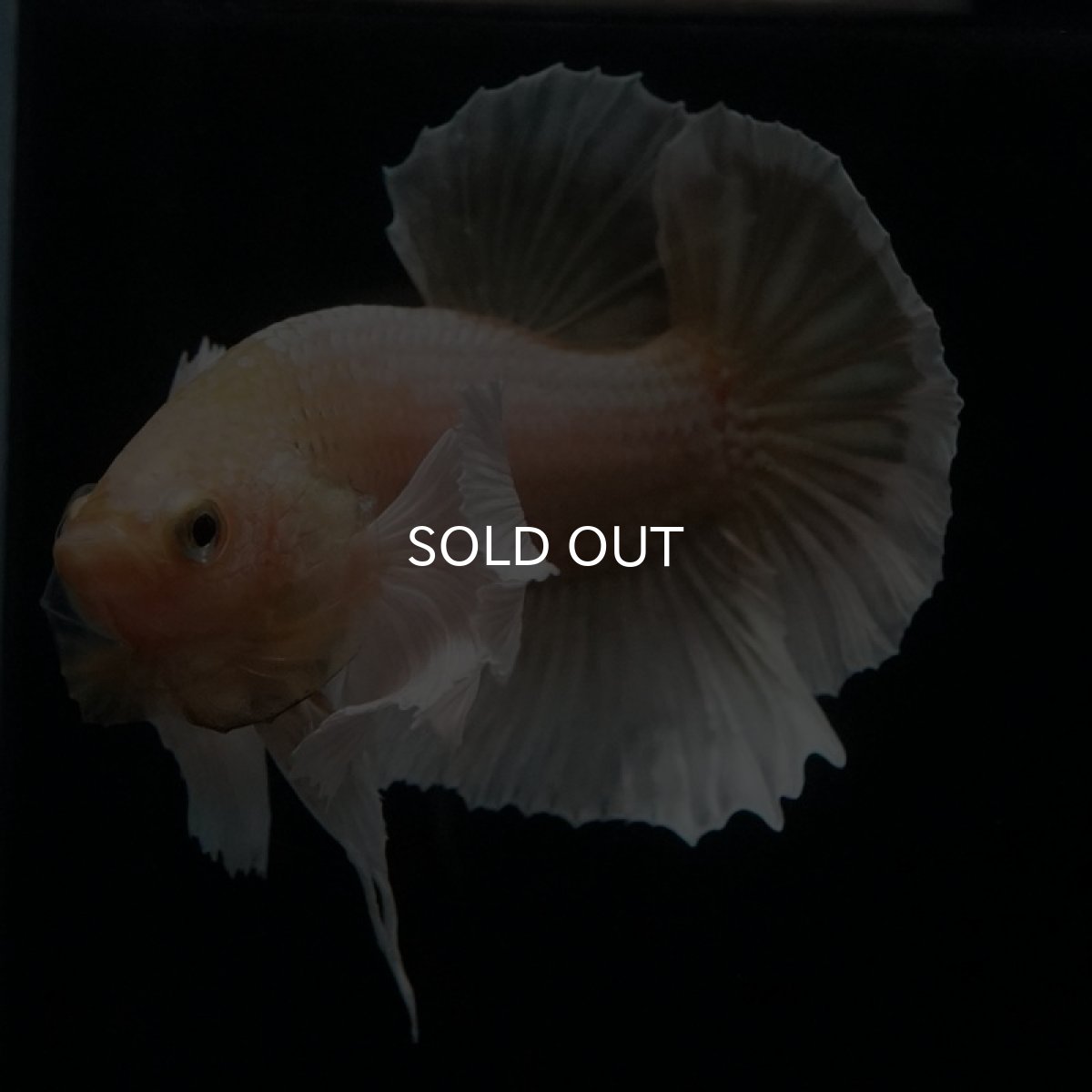 画像15: HMPK イエローゴールドダンボ (15)