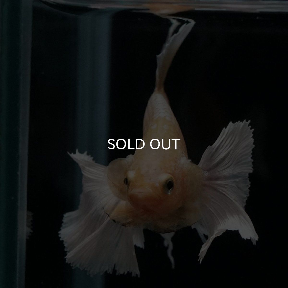 画像14: HMPK イエローゴールドダンボ (14)