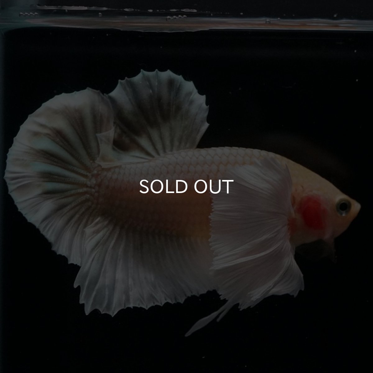 画像13: HMPK イエローゴールドダンボ (13)