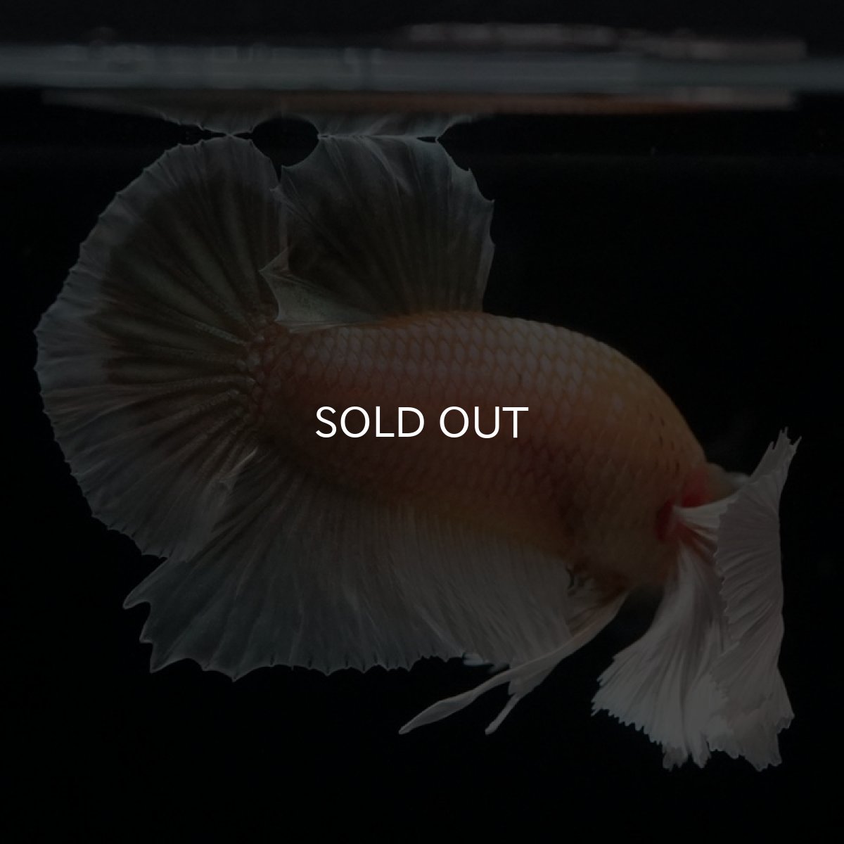 画像12: HMPK イエローゴールドダンボ (12)