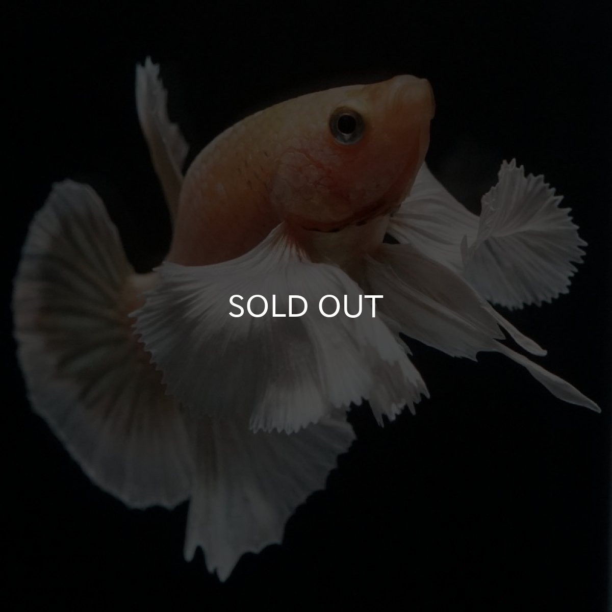 画像4: HMPK イエローゴールドダンボ (4)