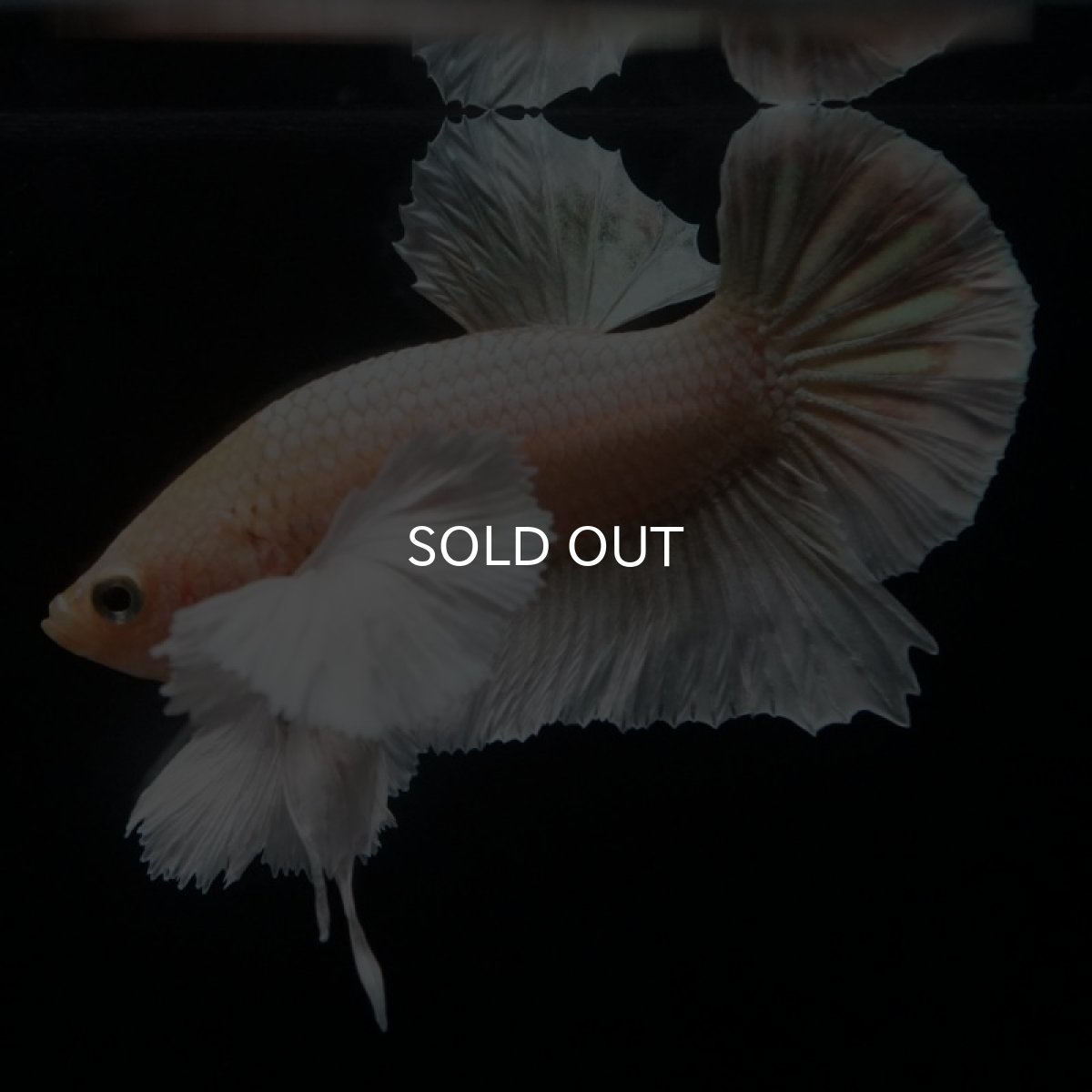 画像11: HMPK イエローゴールドダンボ (11)