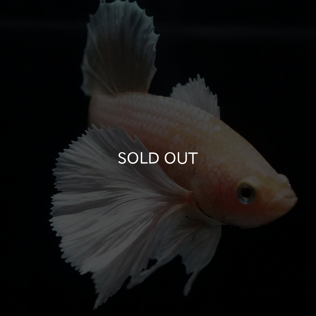 画像10: HMPK イエローゴールドダンボ (10)