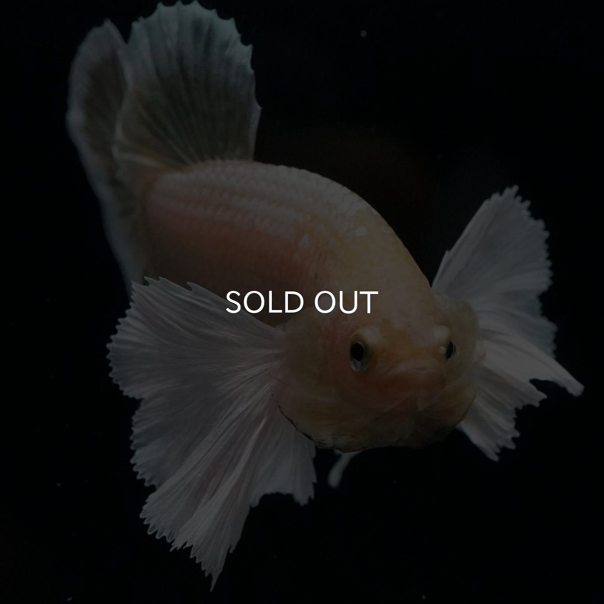 画像9: HMPK イエローゴールドダンボ (9)