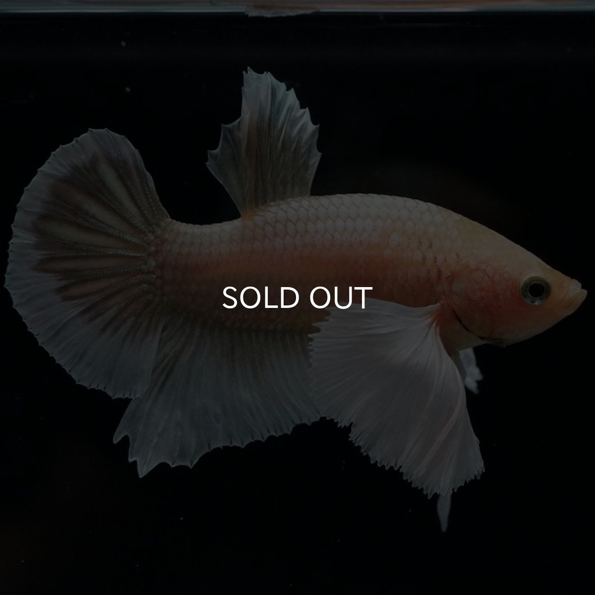 画像8: HMPK イエローゴールドダンボ (8)