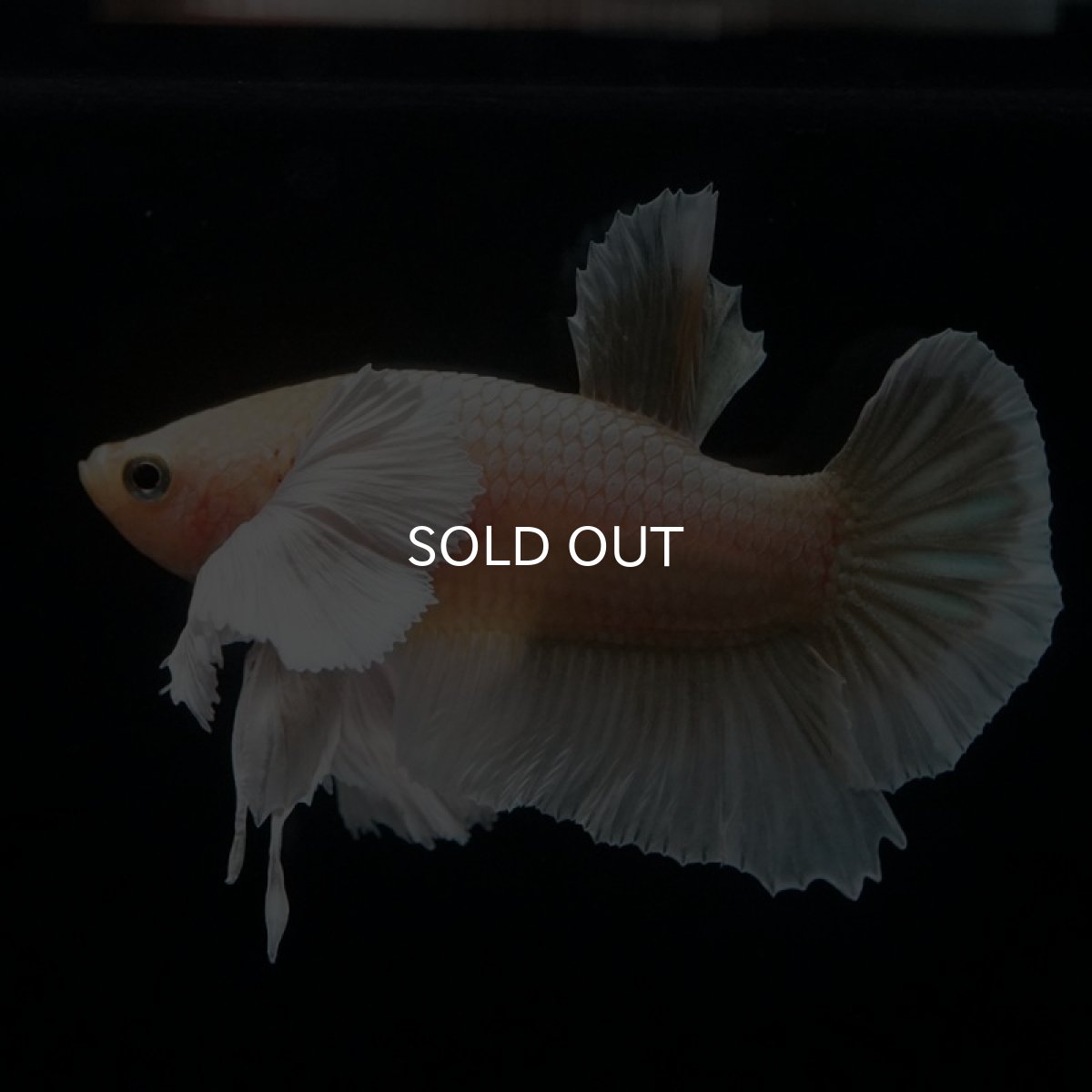 画像7: HMPK イエローゴールドダンボ (7)