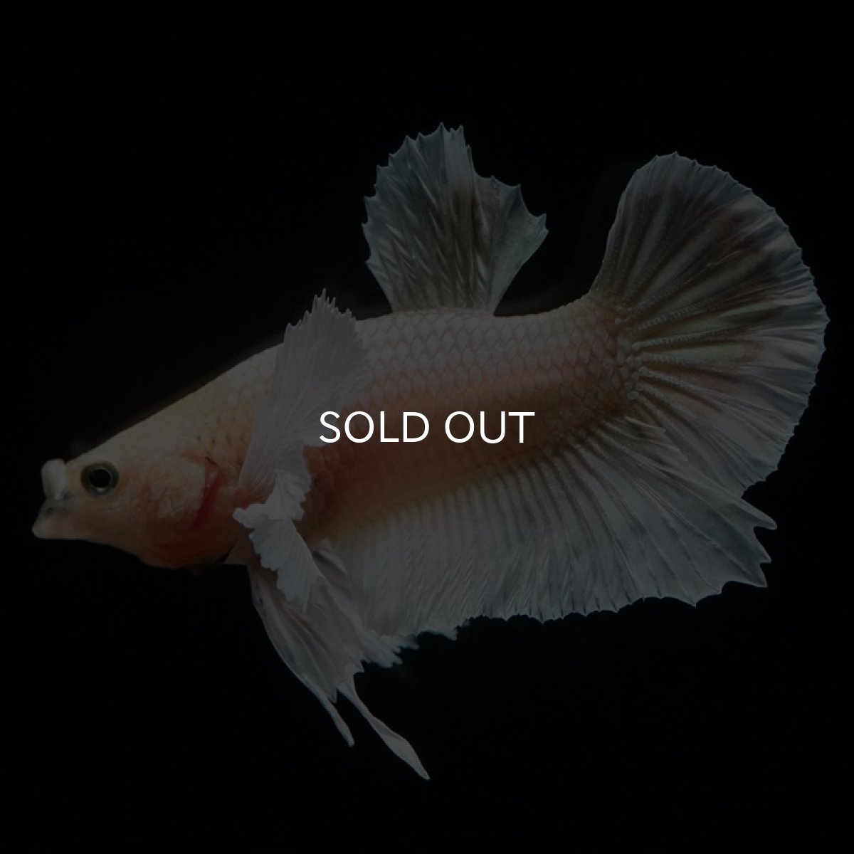 画像6: HMPK イエローゴールドダンボ (6)