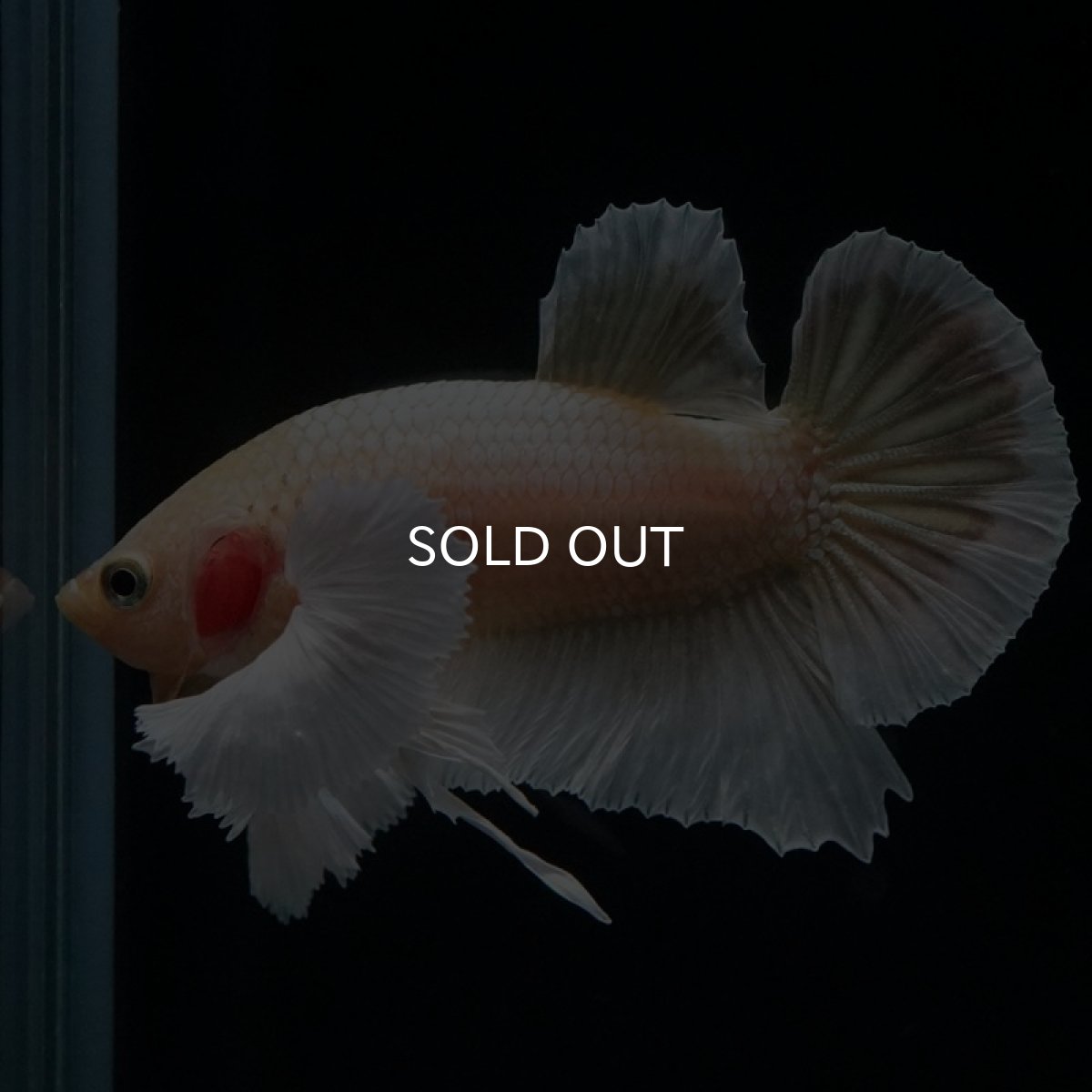 画像5: HMPK イエローゴールドダンボ (5)