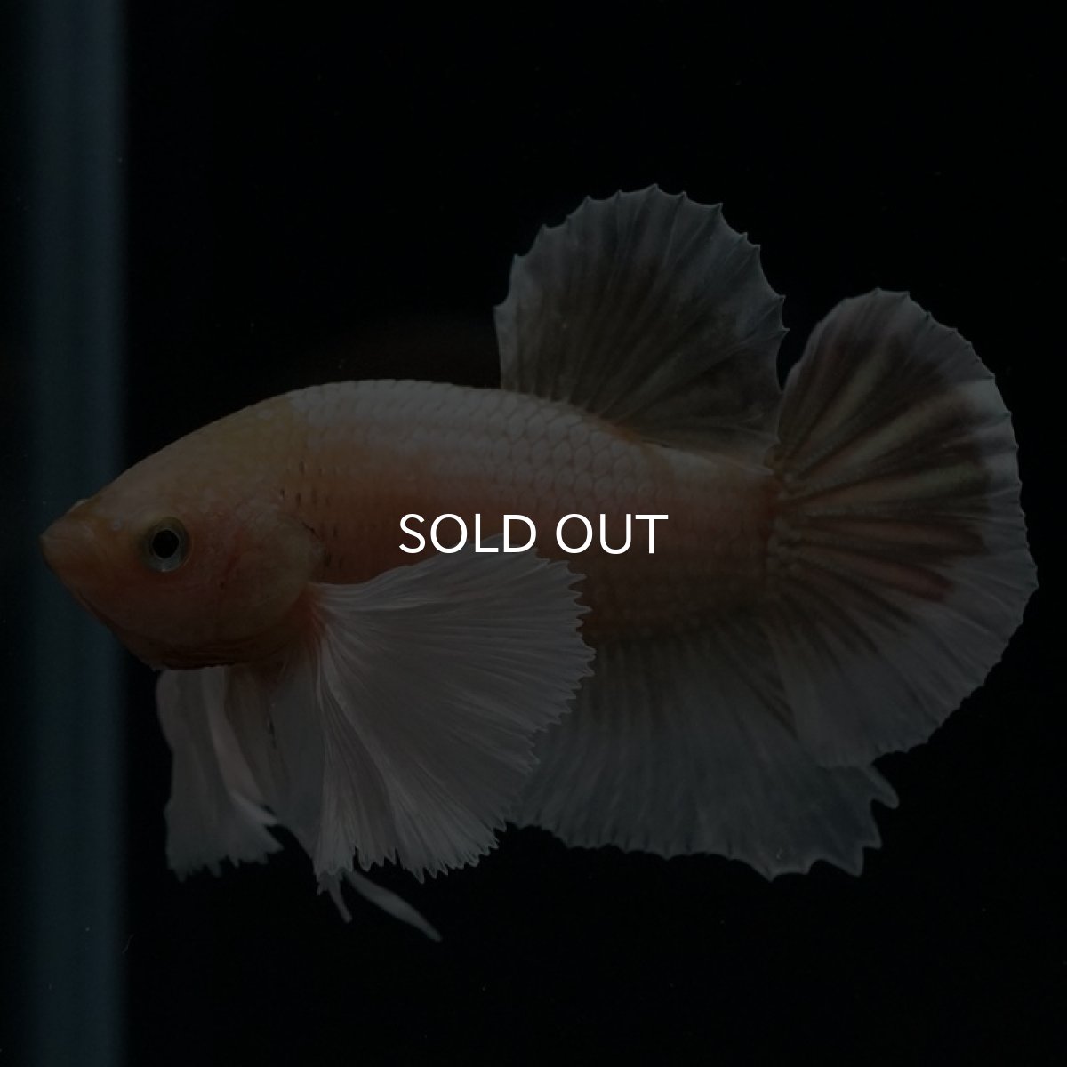 画像3: HMPK イエローゴールドダンボ (3)