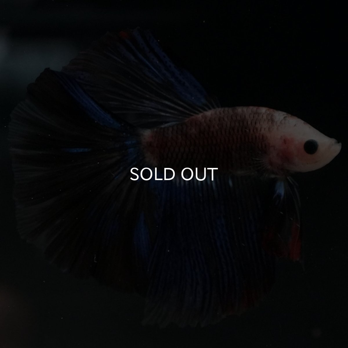 画像12: HM ファンシー (12)