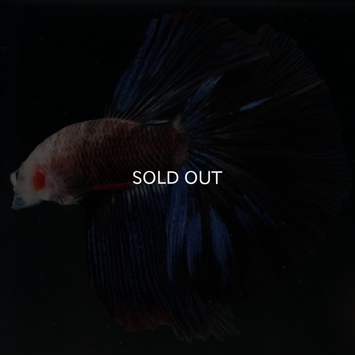 画像11: HM ファンシー (11)