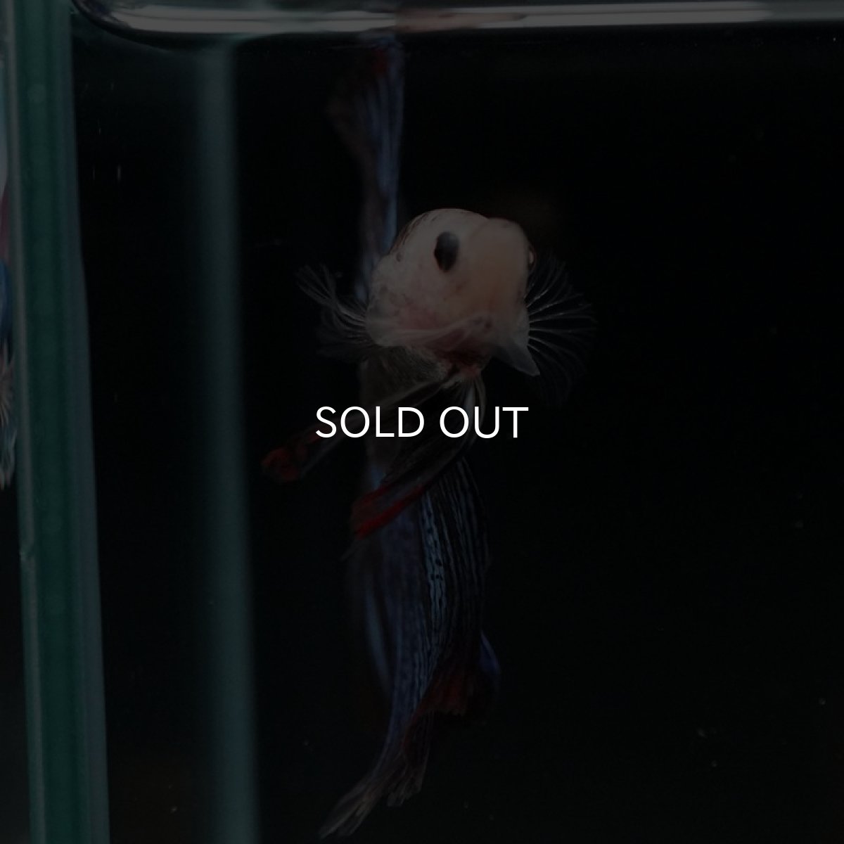 画像10: HM ファンシー (10)