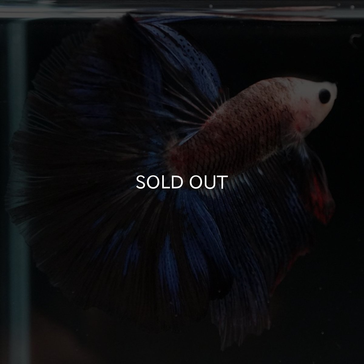 画像9: HM ファンシー (9)