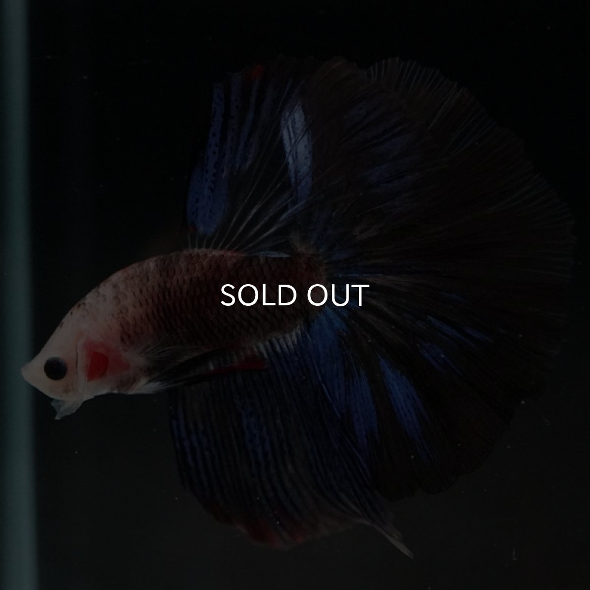 画像8: HM ファンシー (8)