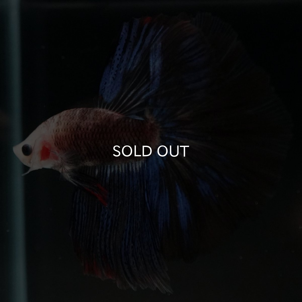 画像7: HM ファンシー (7)