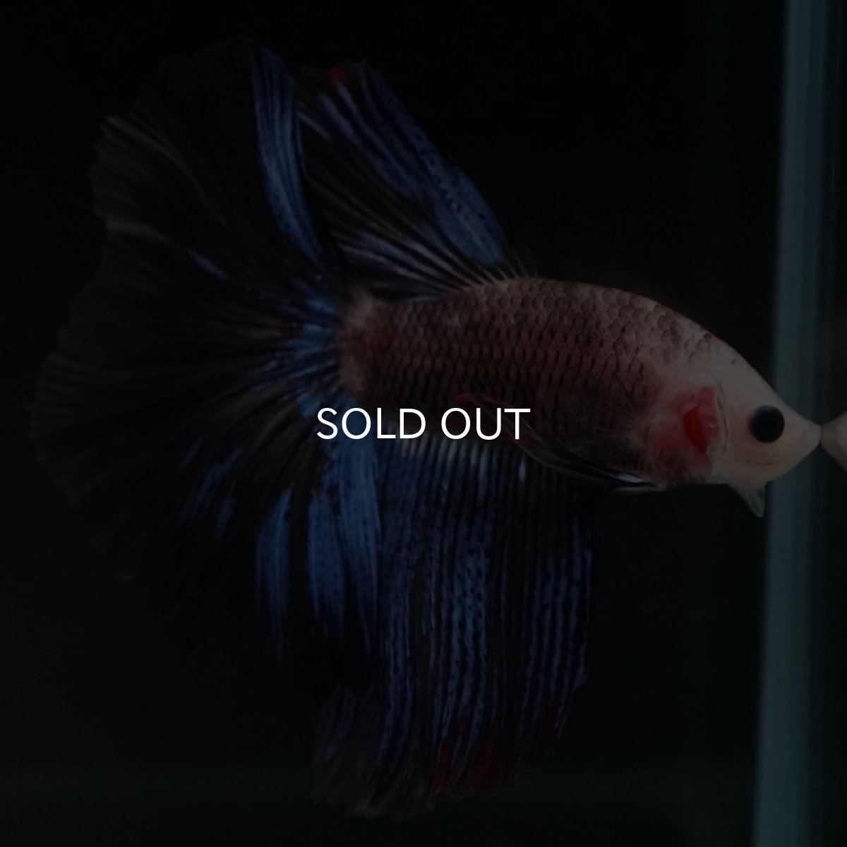 画像6: HM ファンシー (6)