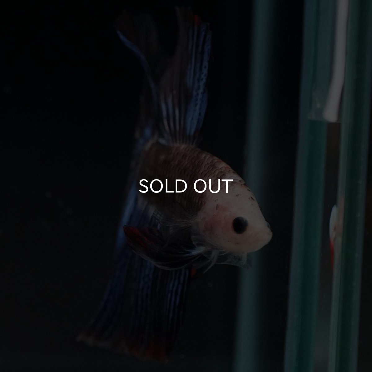 画像5: HM ファンシー (5)