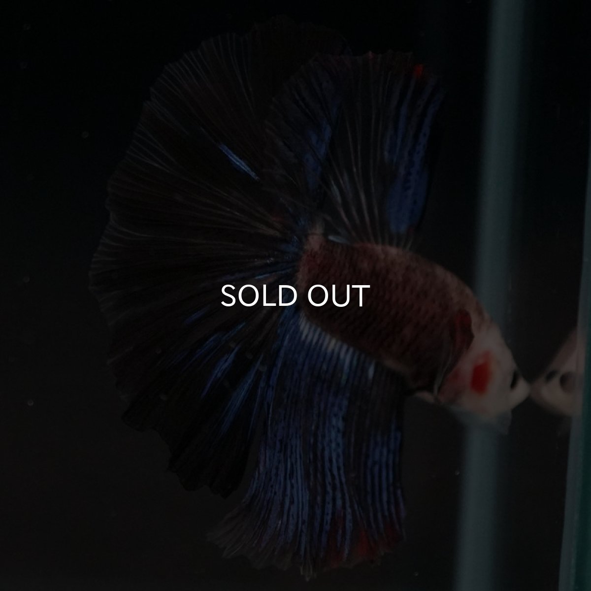 画像4: HM ファンシー (4)