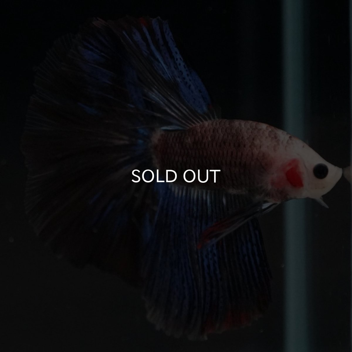 画像3: HM ファンシー (3)