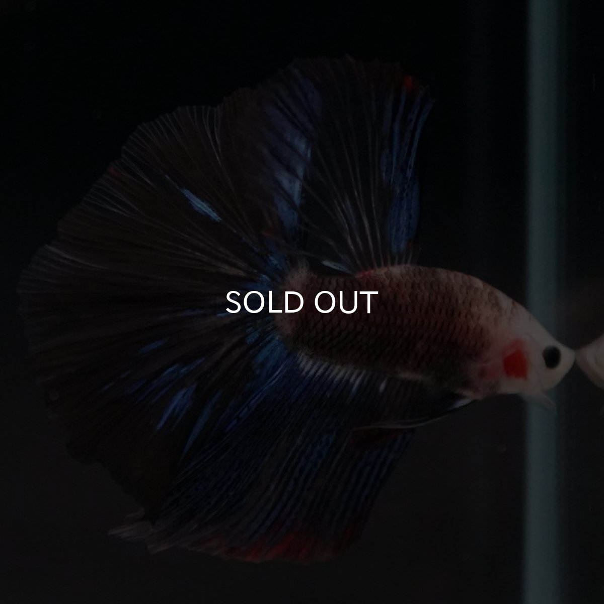 画像2: HM ファンシー (2)