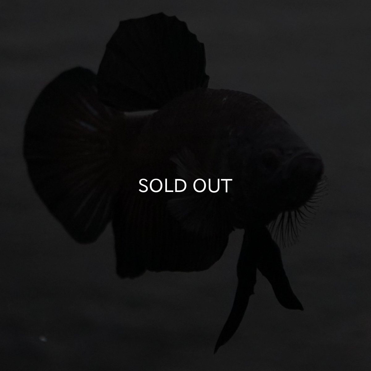 画像5: GHMPK　ブラック (5)