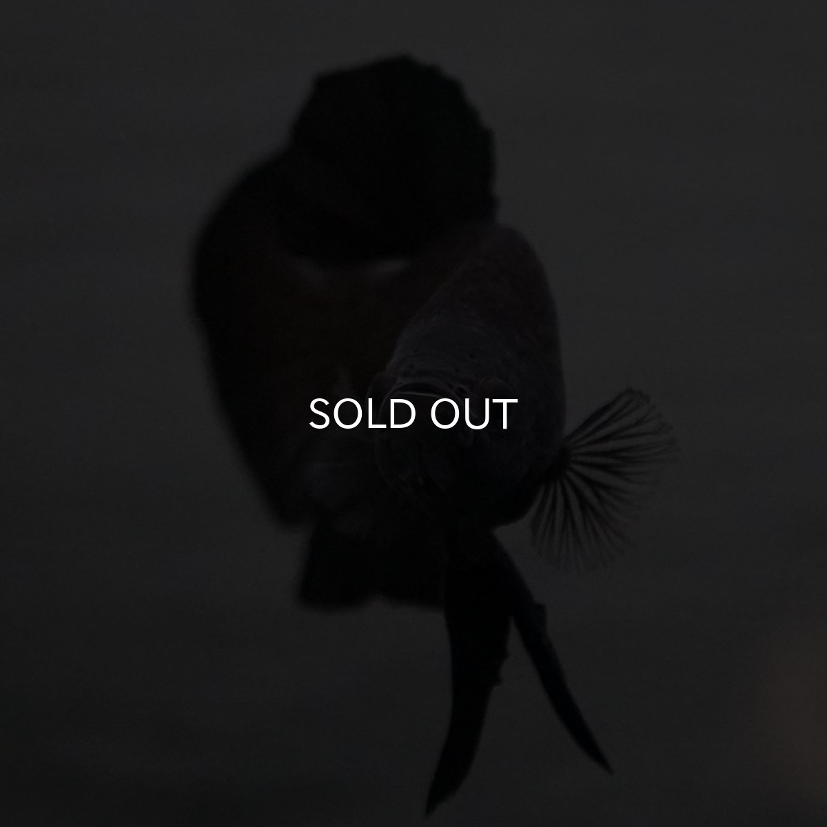 画像4: GHMPK　ブラック (4)