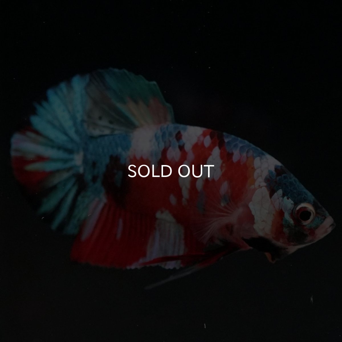 画像19: HMPK　キャンディギャラクシー (19)