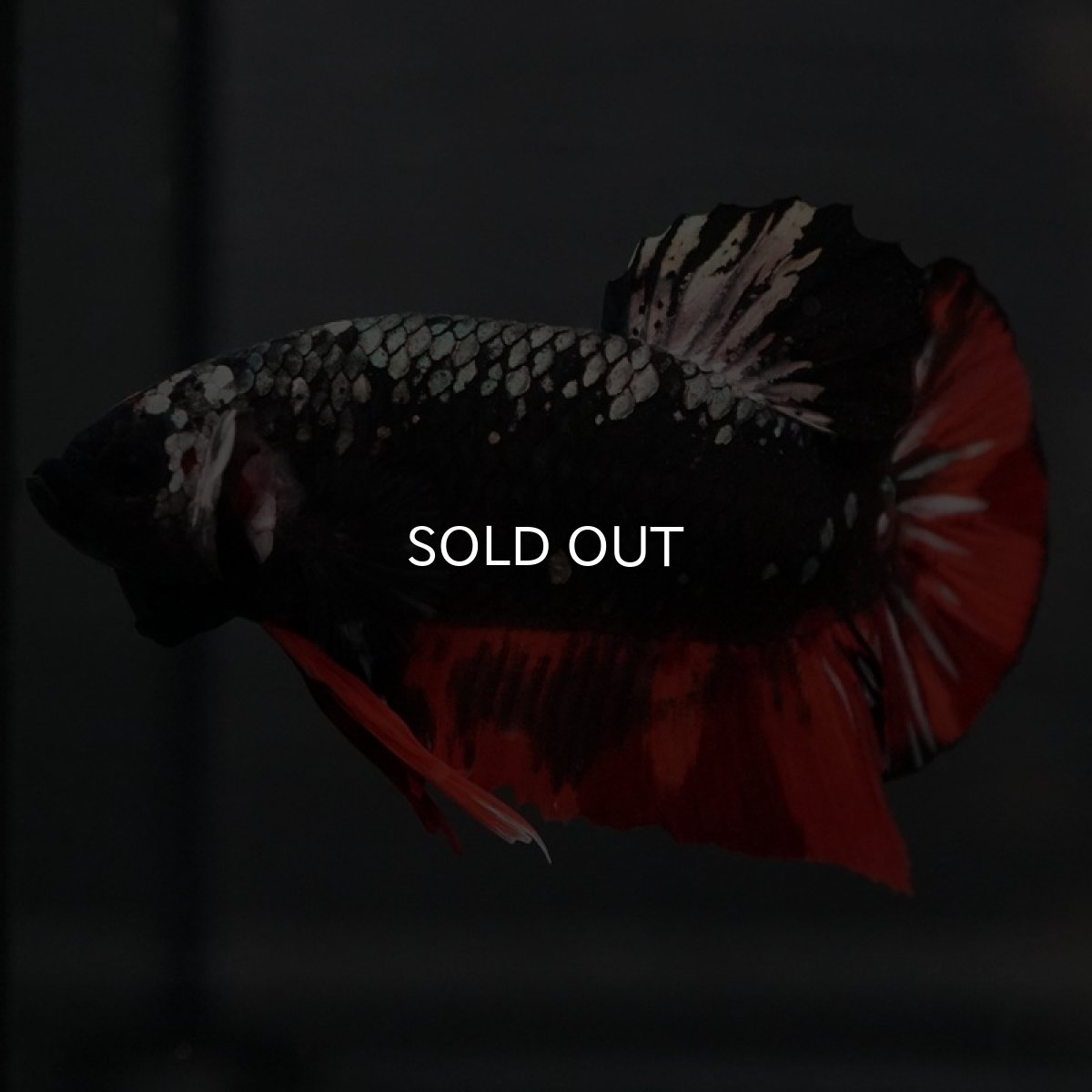 画像11: GHMPK　ブラックキャンディ (11)