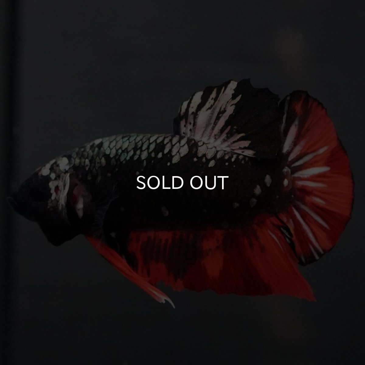 画像10: GHMPK　ブラックキャンディ (10)