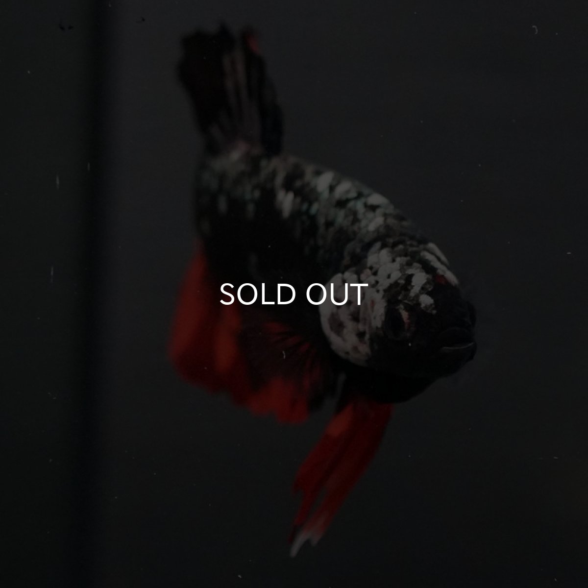 画像9: GHMPK　ブラックキャンディ (9)