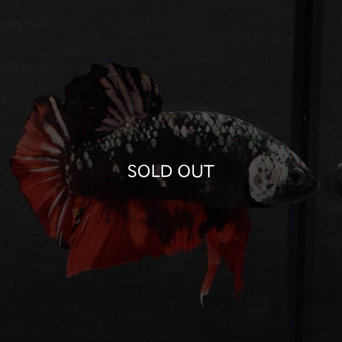 画像8: GHMPK　ブラックキャンディ (8)