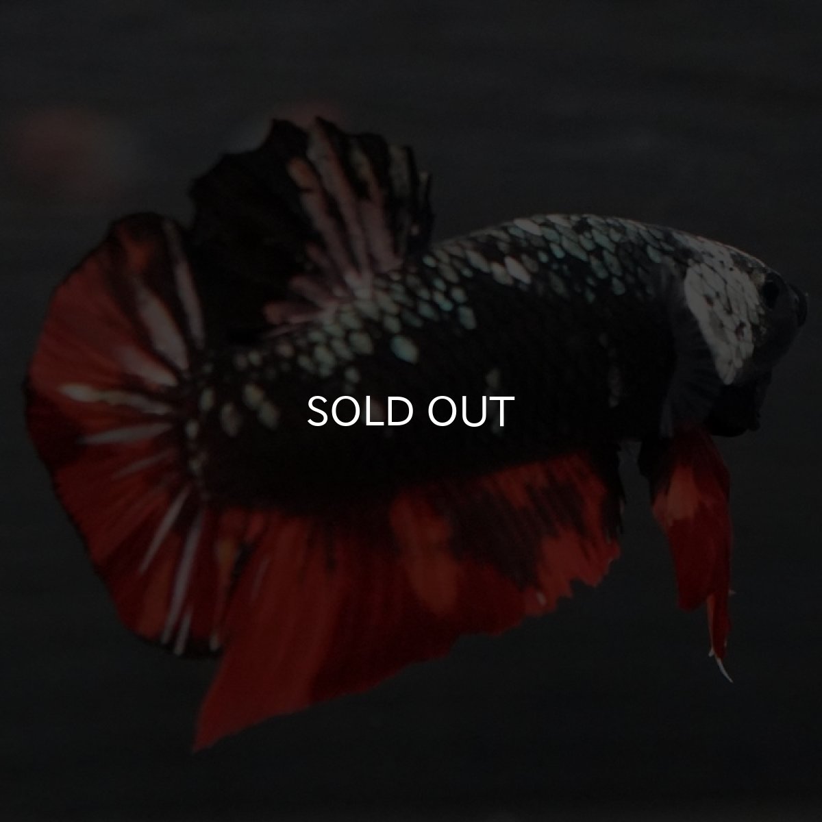 画像5: GHMPK　ブラックキャンディ (5)