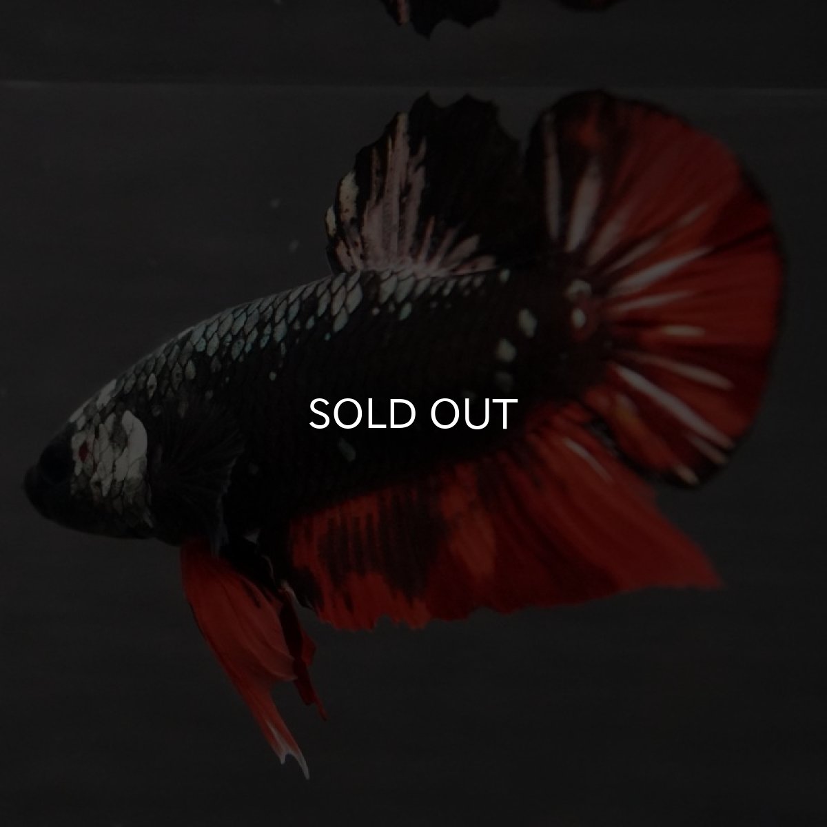 画像3: GHMPK　ブラックキャンディ (3)