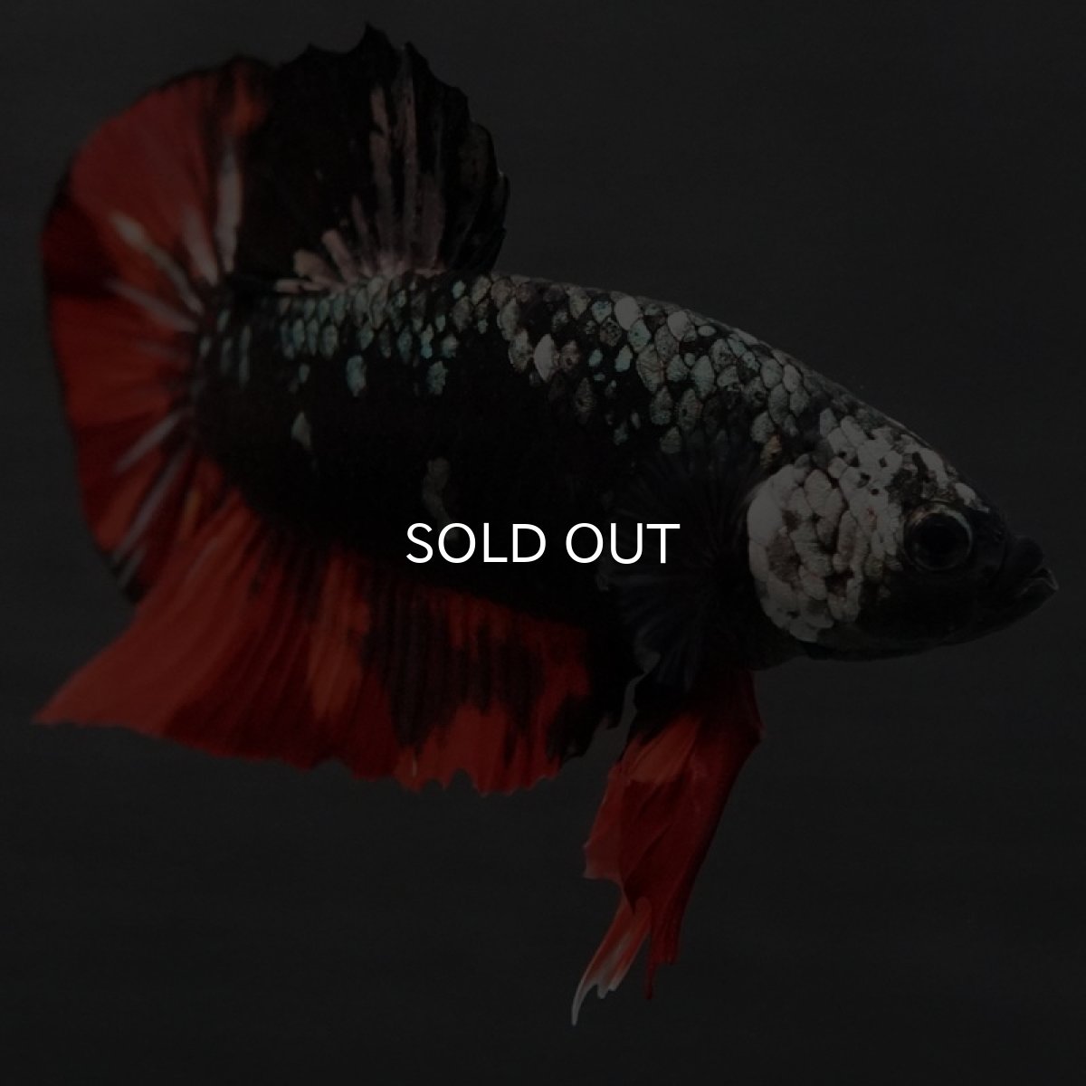 画像2: GHMPK　ブラックキャンディ (2)