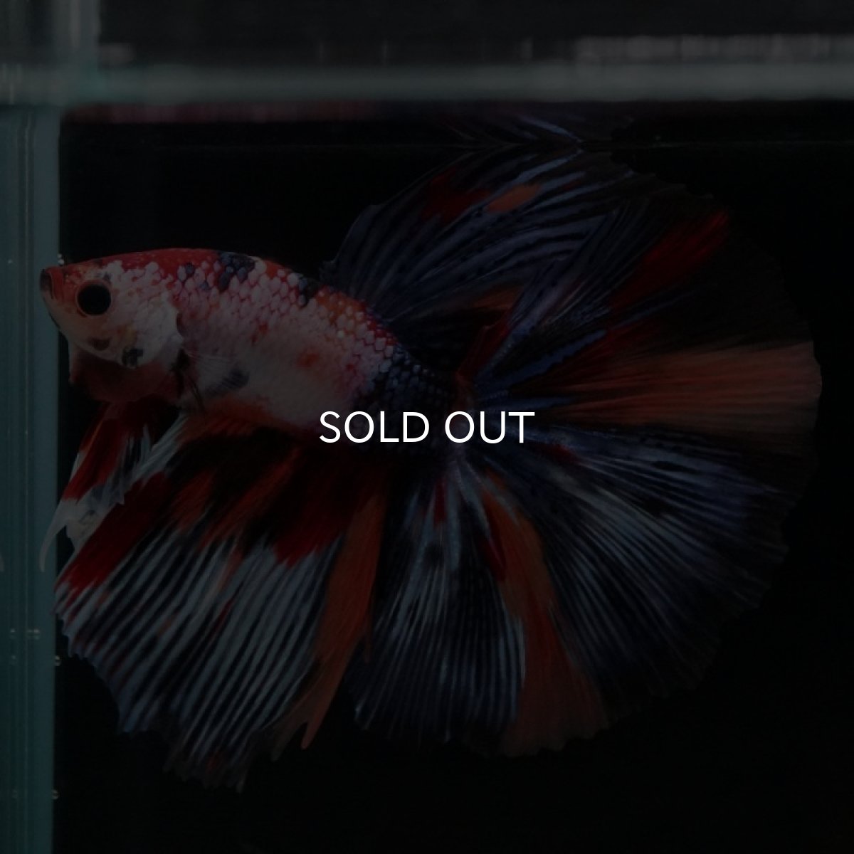 画像9: HM　キャンディギャラクシー (9)