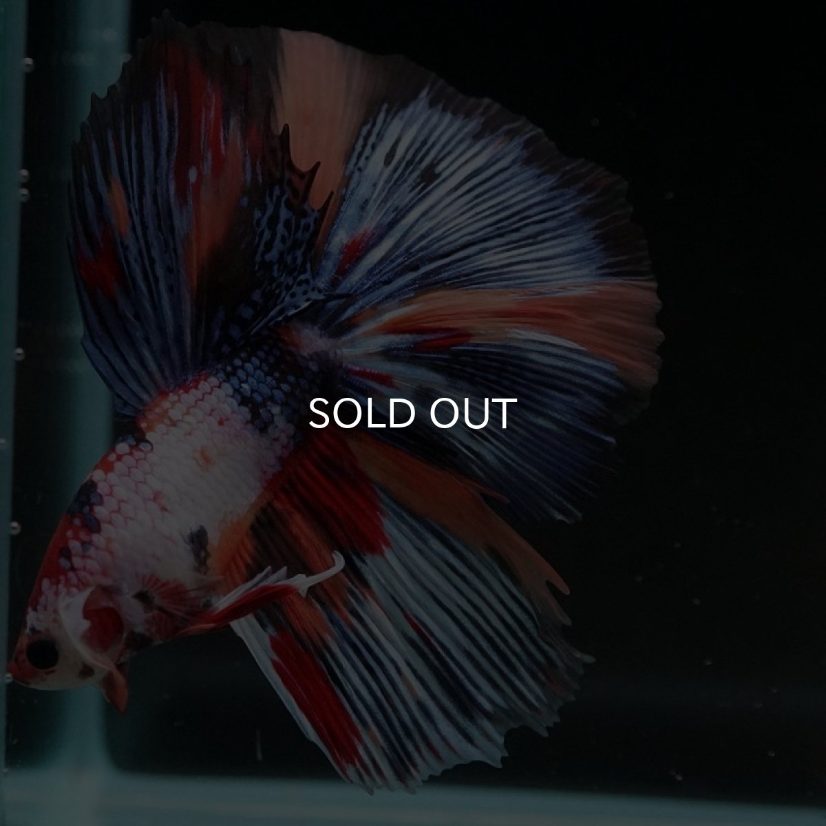 画像8: HM　キャンディギャラクシー (8)